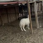 رخل حريه