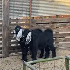 تيس مشروع فحل