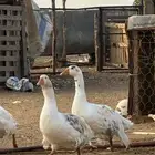 اثنين ذكران للبيع