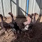 صوص باكستاني فاااخر