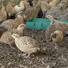 سمان فري بياض