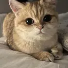 ذكر بريتش ستريت NY12