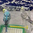 بادجي اليف للبيع بكامل ملحقاته
