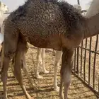 قعود العمر 6 شهور   الدوادمي