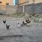 تم البيع