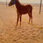 مهر شيخ شعبي العمر خمس أو ست شهور