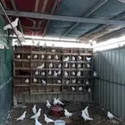 حمام فرنسي سوبر جامبو