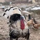 ديك رومي للبيع