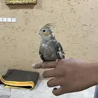 طير كروان أليف