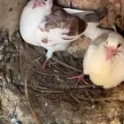 فروخ حمام للبيع فرنسي زاجل سلفر الزوج عل 25 ريال.