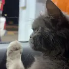 قطوه للبيع