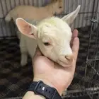 جفرات ماعز قزم