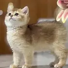برتش انثى شورت هير