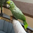 ببغاء امزوني