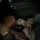 قط برتش ذكر معقم للتبني