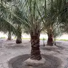 للبيع
