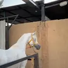 خيل مصري بيور