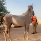 حصان عمره حوالي سنتين