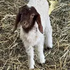 دواغير رخله وخروف عمرهن حول شهر ونص شرط يدغرن وسليمات