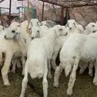 طليان حبص
