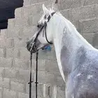 خيل