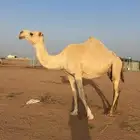 نياق لقحات