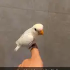 الروز أليف هدد داخل البيت وخارج البيت