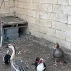 وز لبيع