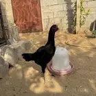 طقم شامو للبيع