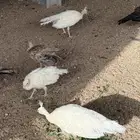 فروخ طاووس ابيض للبيع
