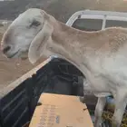 نعاجه سواكنيه