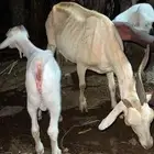 شاه منتوج يتبعها تيس وعناق