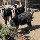 معزا دفيع
