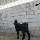 تيس عارضي