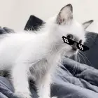 (قط)