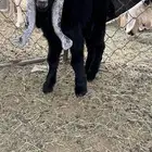 دواغير للبيع