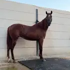 للبيع فرس شعبيه