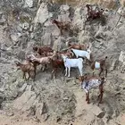 بهم تربية او ذبايح