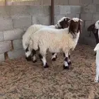 ذبايح نعيم