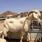 فحل معزاء كفو مسوي