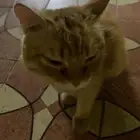 قط ضائع