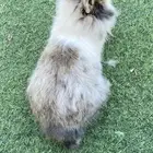 ذكر ارانب انقورا للبيع