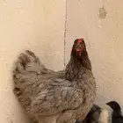 دجاجه براهما مفرخه