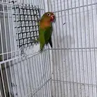 فيشر مع عندو عض (تم البيع)