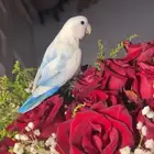 للبيع ببغاء الروز الاليفه