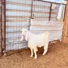 تيس صنف الصنف