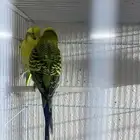 بادجي الذكر هولندي