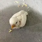 روز البينو اليف