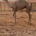 بكرة طايشه قصب