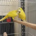 جوز كويكر لاتينو منتج